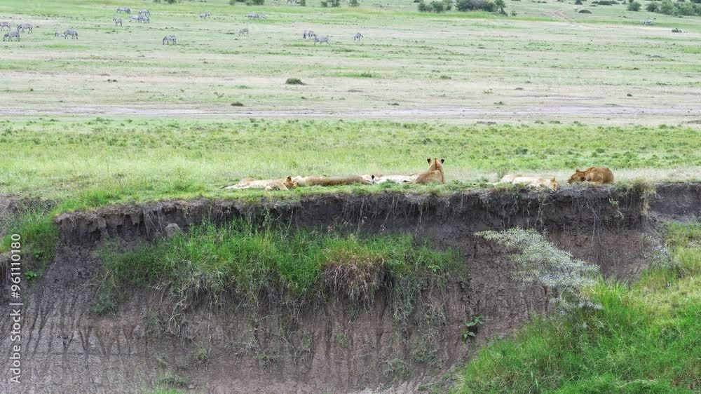 A pride of lions is currently resting and lying in the grass, Masai Mara, Kenya A pride of lions is currently resting and lying in the grass, Masai Mara, Kenya