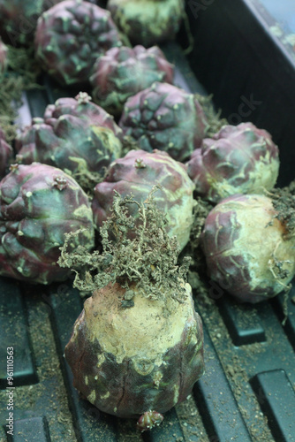 Astrophytum myriostigma Cactus plant on nursery photo