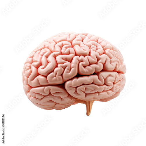 Detailed image of a human brain representing cognition and mental health