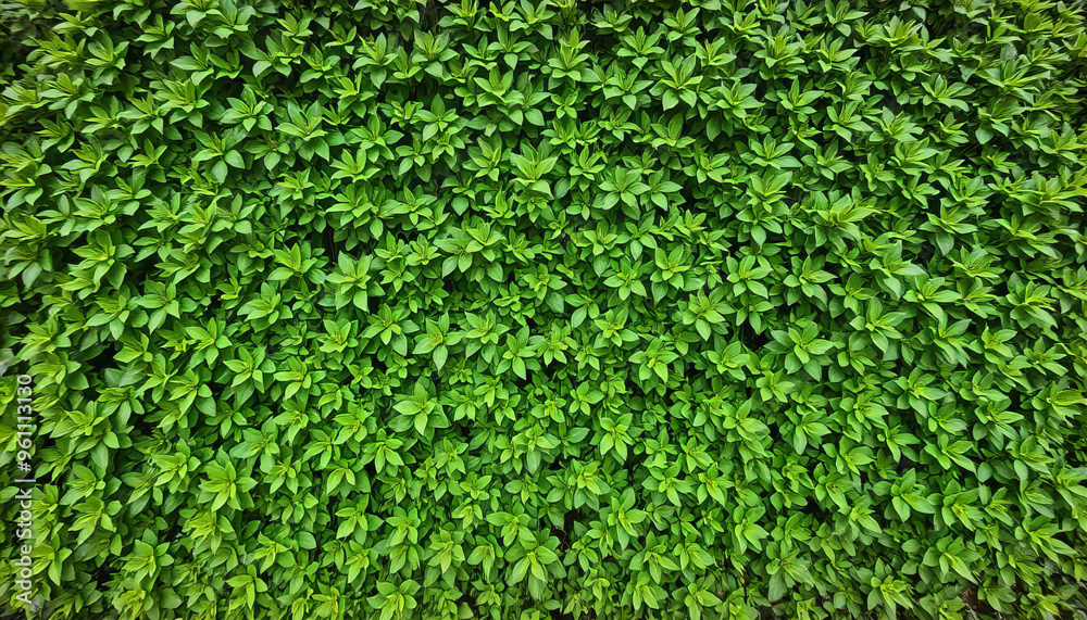A Lush Green Hedge with Dense Foliage