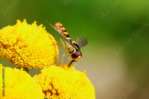 Canvas Print Hoverfly