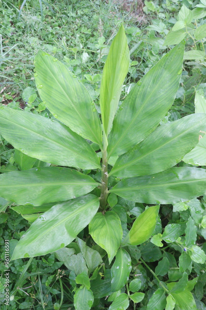 Obraz premium Ginger tree plant on farm