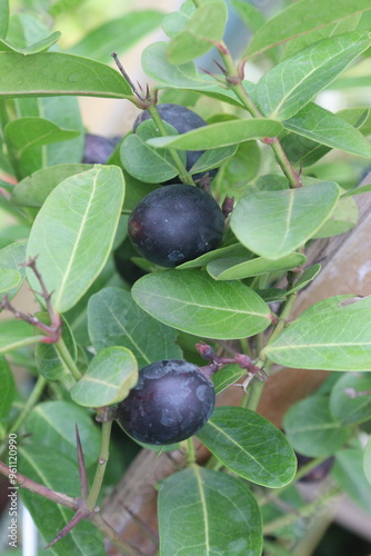 Carissa carandas fruit on tree in farm photo