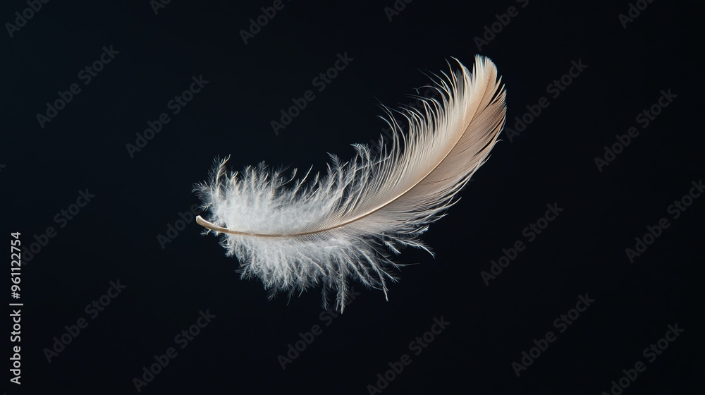 Obraz premium A single white feather against a black background.