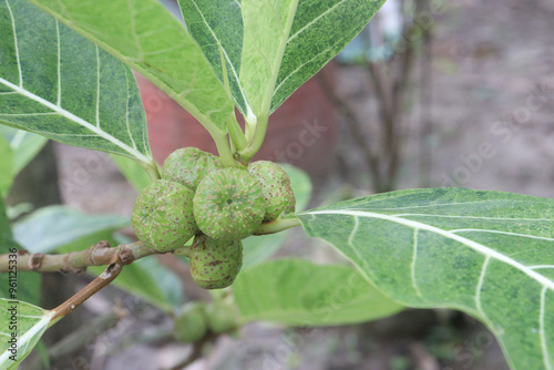 Ficus septica fruit plant on nursery photo