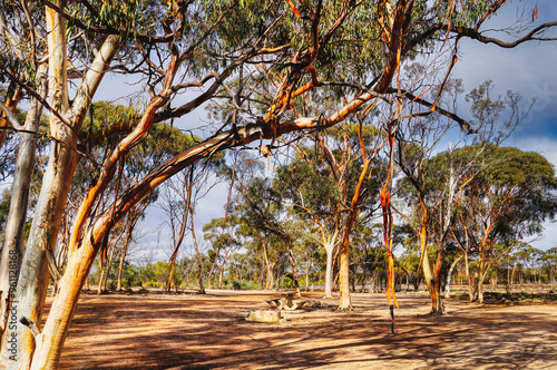 woodland Eucalyptus, Eucalyptus Sheathiana or ribbon gum photo