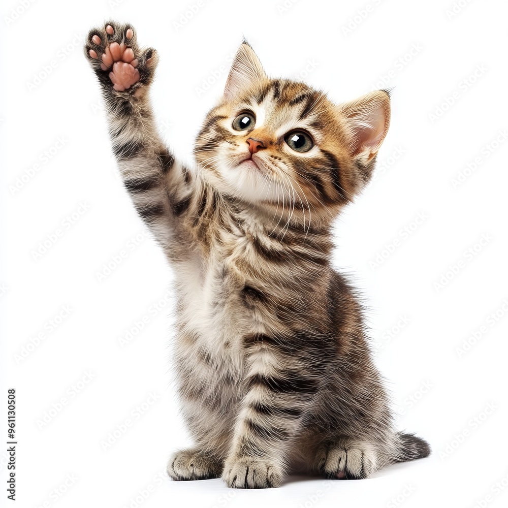 Fototapeta premium cute cat giving high five, isolated on white background