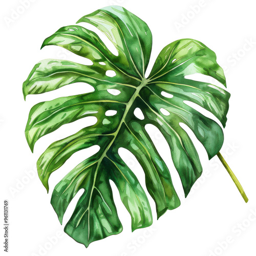 A vibrant green monstera leaf showcasing intricate details, perfect for nature-themed designs or botanical illustrations.