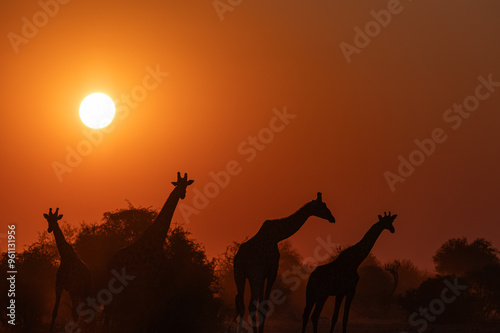 Photography Splended sunset with sihlouettes of giraffes over the African savanne