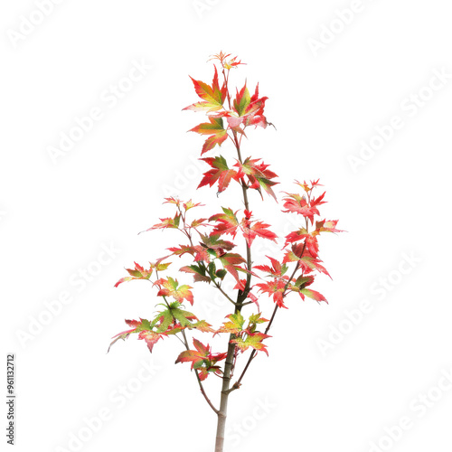 Vibrant autumn leaves showcasing stunning red and yellow hues on a branch, perfect for nature-themed designs and projects.