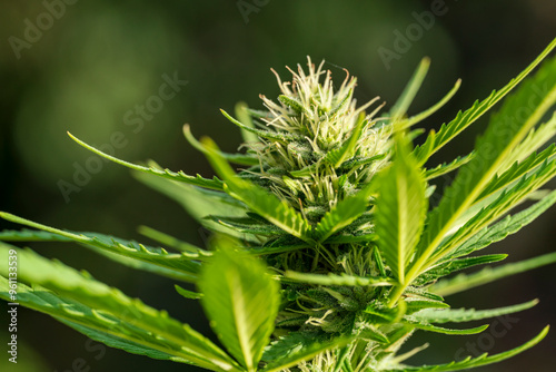 Cannabis buds with detailed trichomes before harvest phase with green bokeh background photo