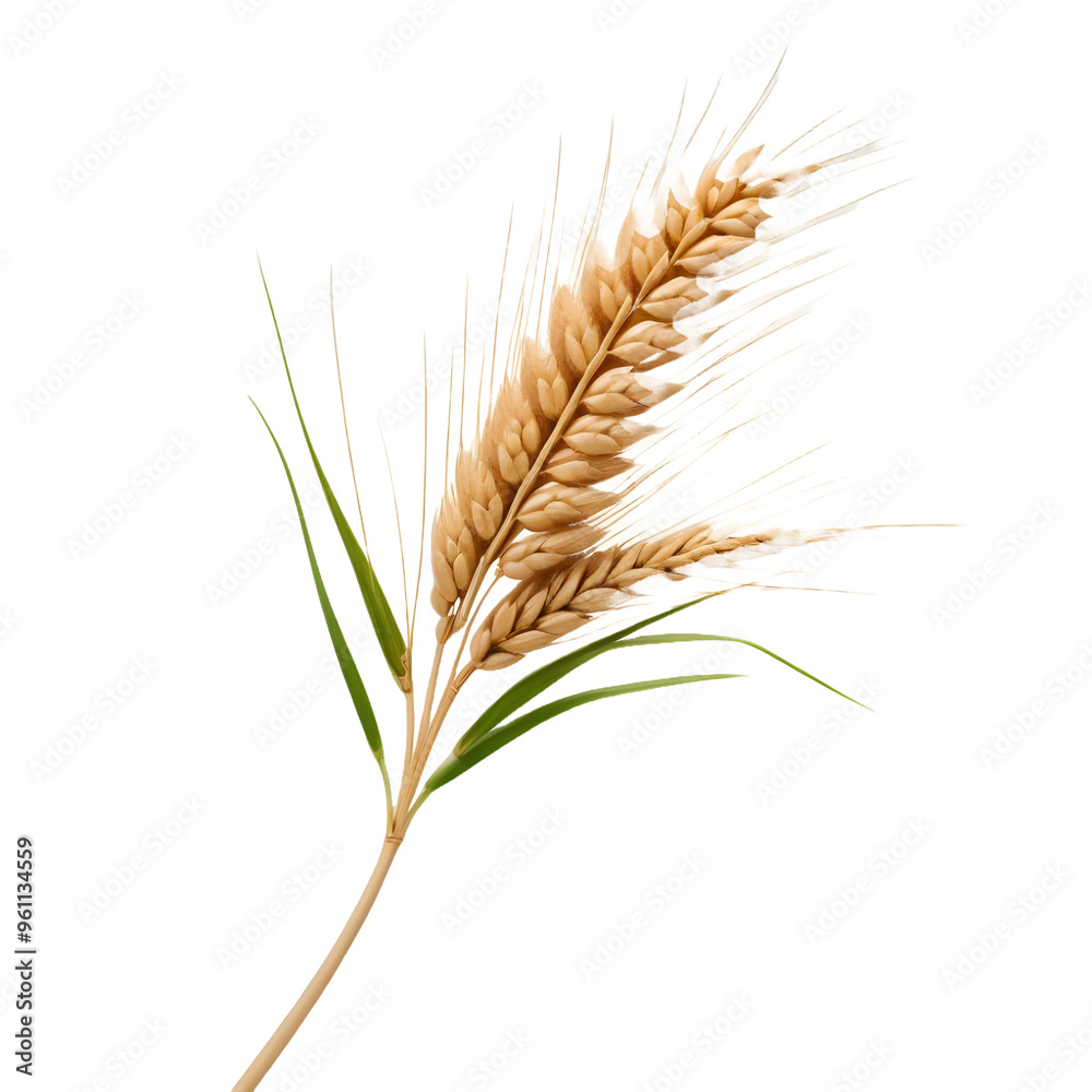 Wheat Ear Close-Up, Isolated Wheat Ear Close-Up, Isolated