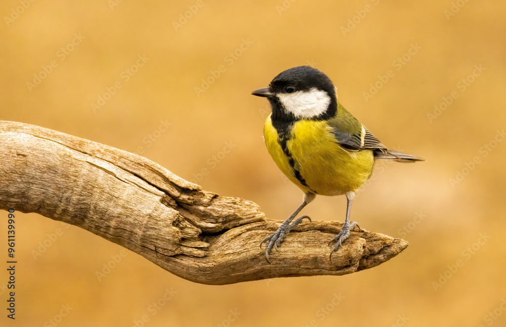 Great tit drink water and sitting on branch Great tit drink water and sitting on branch