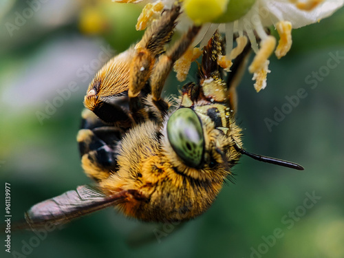 Amegilla Blue banded bee is sucking lime flower nectar. photo