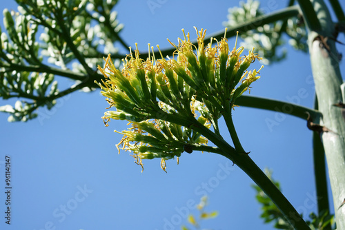 アオノリュウゼツランの華麗な一瞬 photo