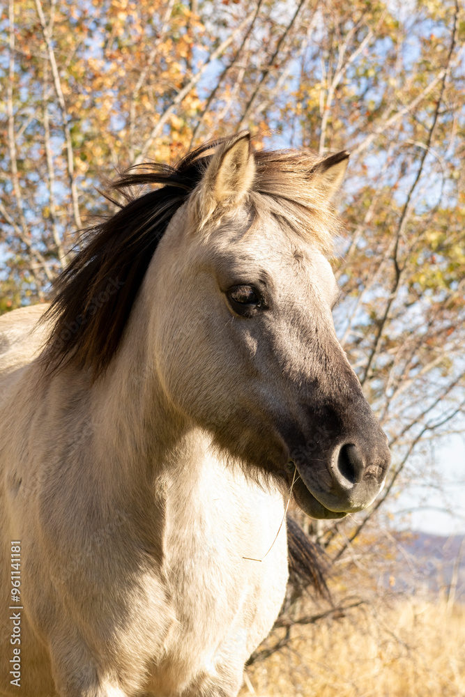 Semi wild horses (Tarpans) reintroduced in Bulgaria Semi wild horses (Tarpans) reintroduced in Bulgaria