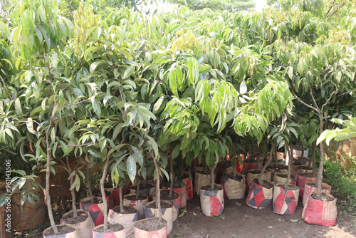 lychee plant on farm for sell