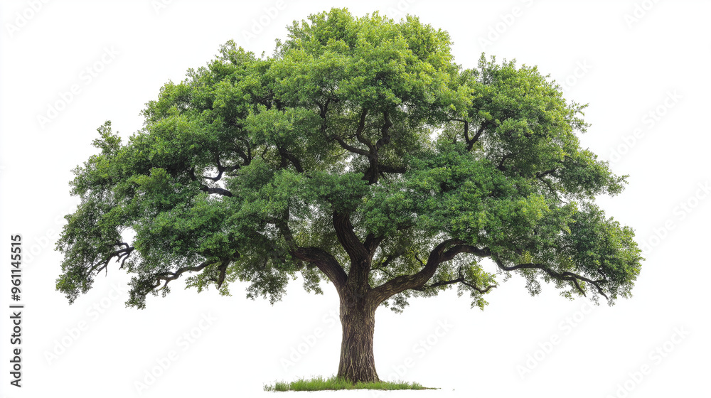 tree isolated on white background, branches, twigs, leaves tree isolated on white background, branches, twigs, leaves