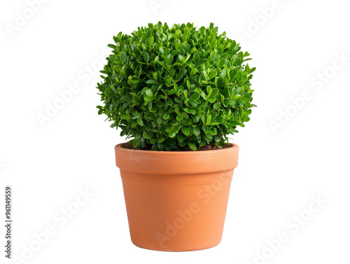 Green topiary plant in a terracotta pot for indoor decor photo