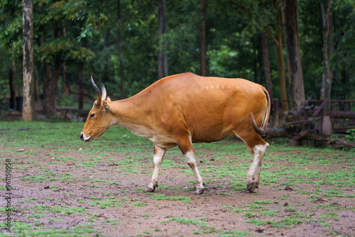 Yong Bos Javanicus, Banteng, Taurus, or Red Cow in the green natural forest it is a type of wild cattle in a wildlife sanctuary in Thailand and Southeast Asia. photo