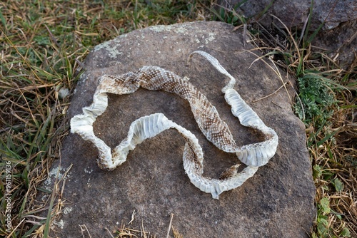 shedding of a yarara snake
