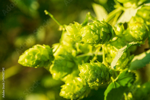 Fototapet Bavarian Hops Dolden in close up view with soft bokeh green background