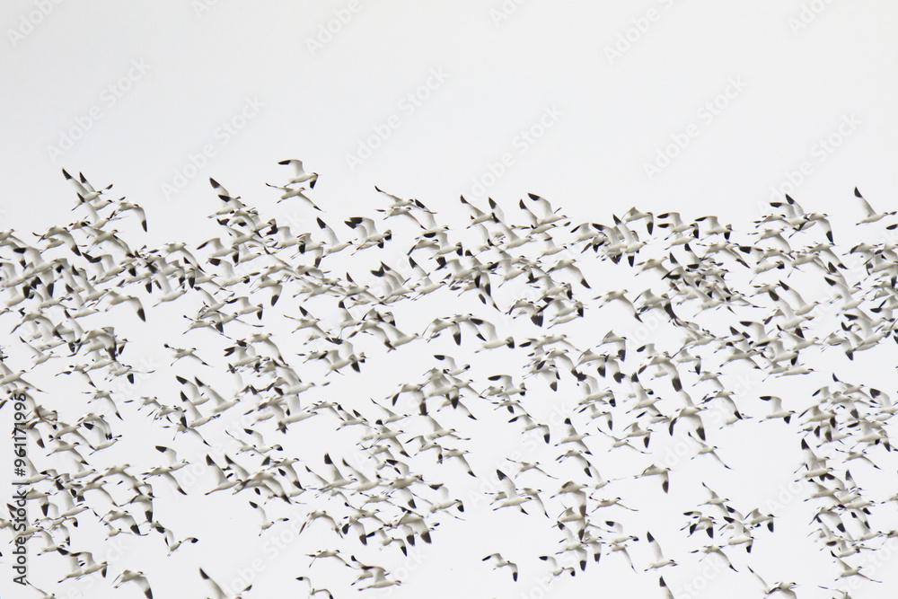 Large Flock of Pied Avocets in Flight Over Water, Mai Po Natural Reserve, Hong Kong Large Flock of Pied Avocets in Flight Over Water, Mai Po Natural Reserve, Hong Kong