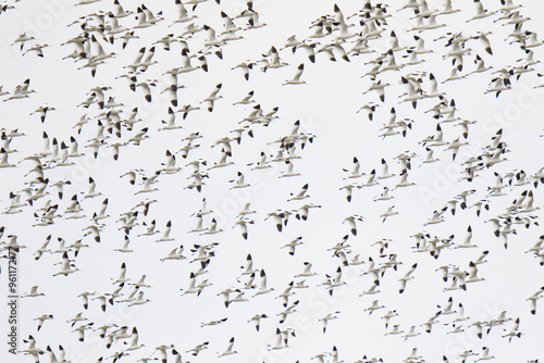 Large Flock of Pied Avocets in Flight Over Water, Mai Po Natural Reserve, Hong Kong photo