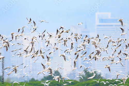 Black-headed Gulls in Flight Over Wetland, Mai Po Natural Reserve, Hong Kong photo