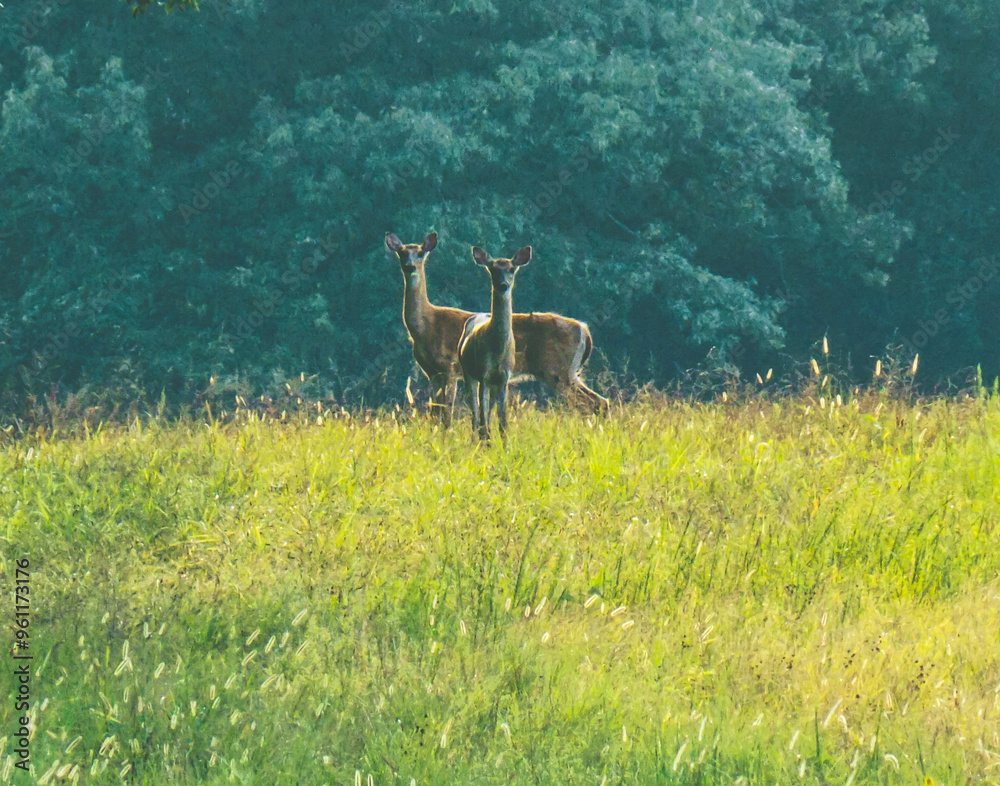 deer in the woods deer in the woods