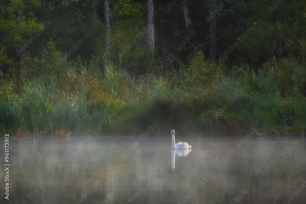 Swan on blue lake water on sunny day, swans on pond in fog, nature series Swan on blue lake water on sunny day, swans on pond in fog, nature series