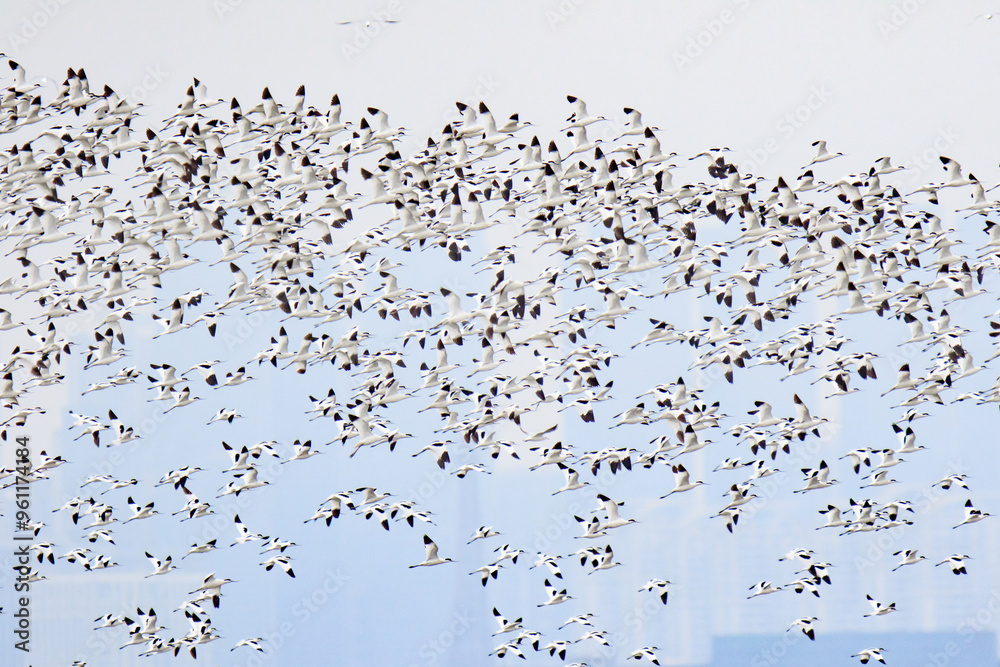 Large Flock of Pied Avocets in Flight Over Water, Mai Po Natural Reserve, Hong Kong Large Flock of Pied Avocets in Flight Over Water, Mai Po Natural Reserve, Hong Kong
