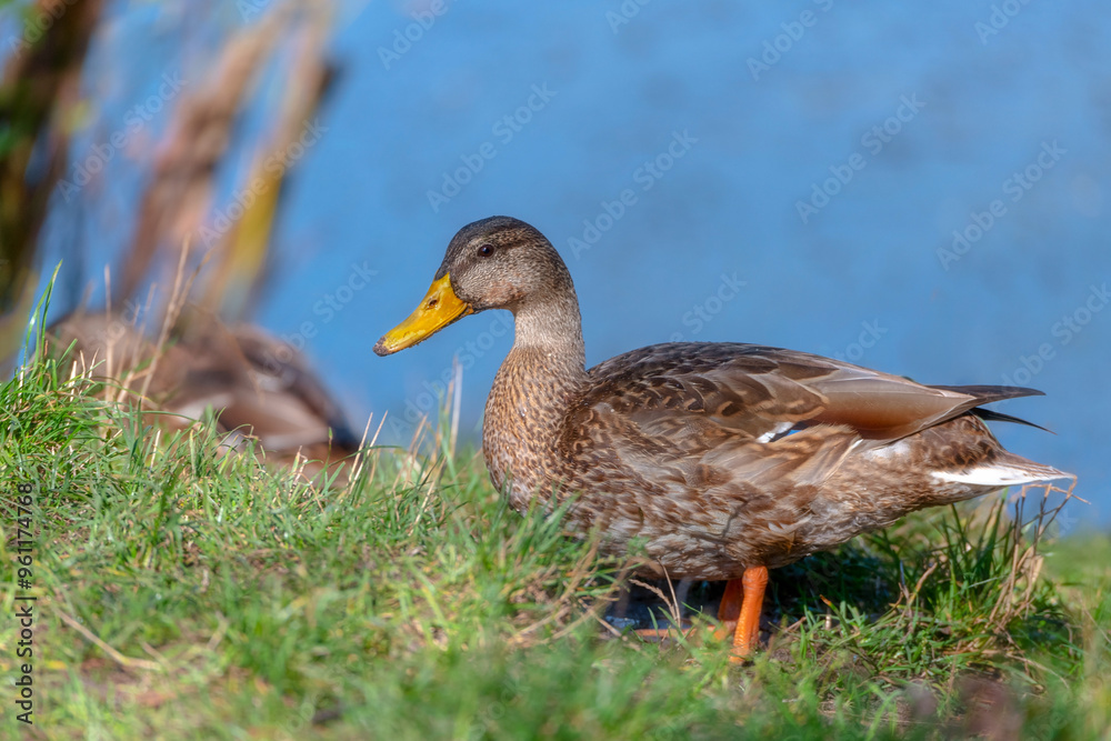 Common Mallard Anas platyrhynchos - a species of water bird in the Anatidae family. It is the most common and widespread species of duck. It inhabits most of the Northern Hemisphere. Poland Common Mallard Anas platyrhynchos - a species of water bird in the Anatidae family. It is the most common and widespread species of duck. It inhabits most of the Northern Hemisphere. Poland
