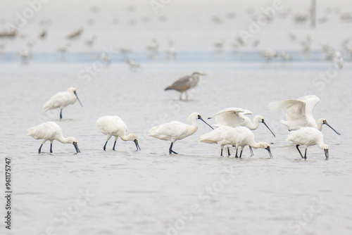 Black Faced Spoonbills Feeding Together in Shallow Water, Mai Po Natural Reserve, Hong Kong