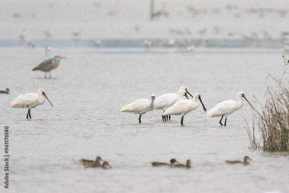 Obraz premium Black Faced Spoonbills Feeding Together in Shallow Water, Mai Po Natural Reserve, Hong Kong