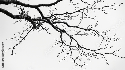 Black and white photograph of leafless tree branches