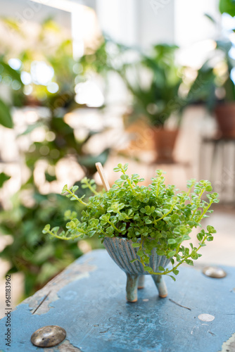 Peperomyia depressa plant in a ceramic pot on a blue chair photo