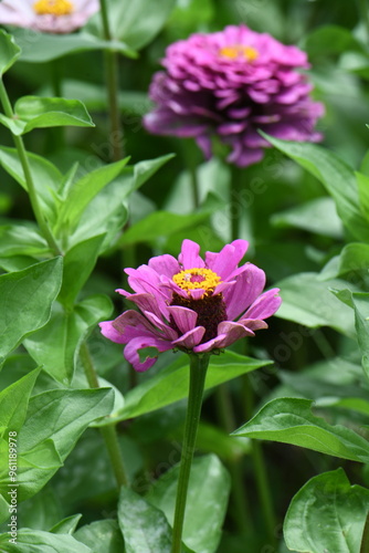 ジニアの花
