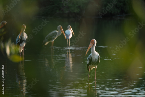 In the mangrove forest, a group of ornithologists studied a wild flock of birds, deepening their understanding of wildlife and the intricate behaviors of these fascinating animals. photo