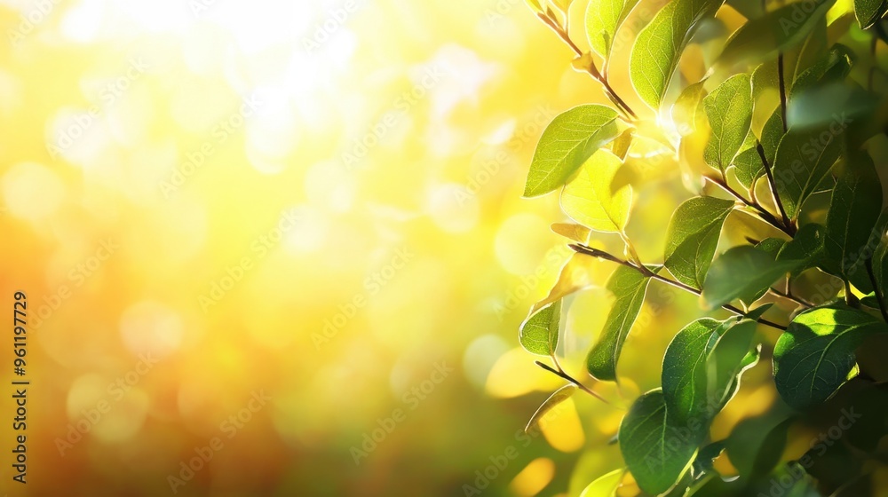 Sunlit Green Leaves with Golden Bokeh Background Sunlit Green Leaves with Golden Bokeh Background