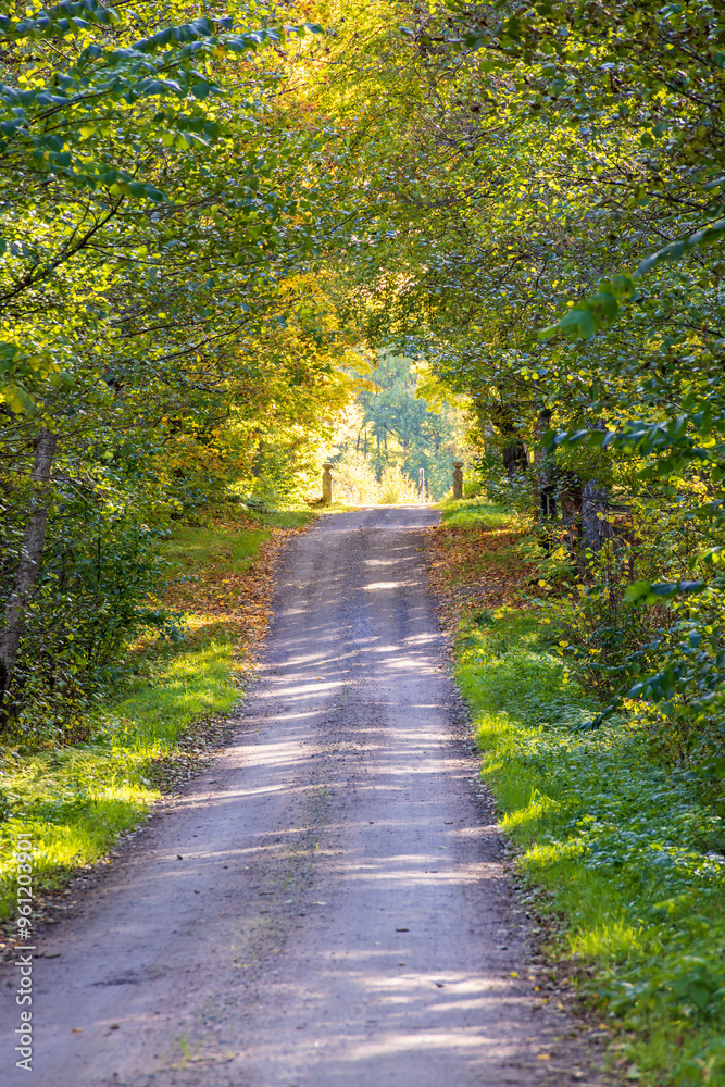 Gravel road in a deciduous forest with autumn colours Gravel road in a deciduous forest with autumn colours