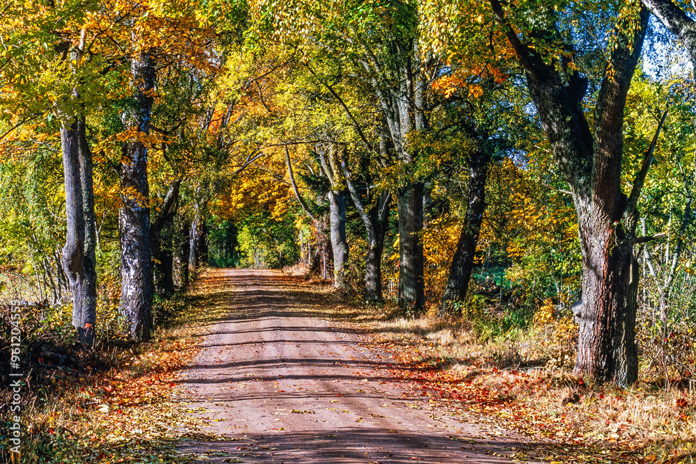 Naklejka premium Tree lined gravel road in a beautiful deciduous forest with autumn colours