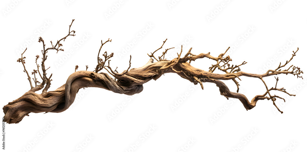 Dry branch png isolated on transparent background Dry branch png isolated on transparent background