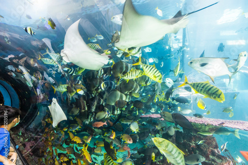 Pingtung, Taiwan- August 12, 2024: View of the Underwater Tunnel at the National Museum of Marine Biology and Aquarium in Kenting National Park of Pingtung, Taiwan.