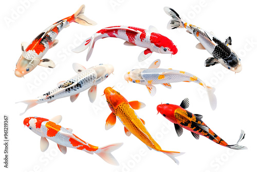 Group vibrant koi fish gracefully swimming, showcasing a variety of colors and patterns against a clean white background. Fish, Pet. photo