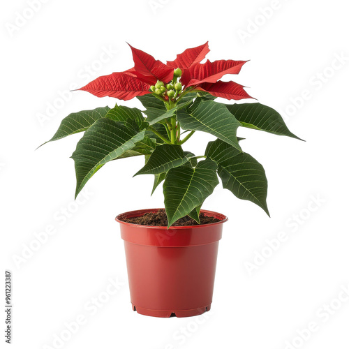 Red Poinsettia Plant, Vibrant Blooms in Red Plastic Pot, Festive Holiday Display