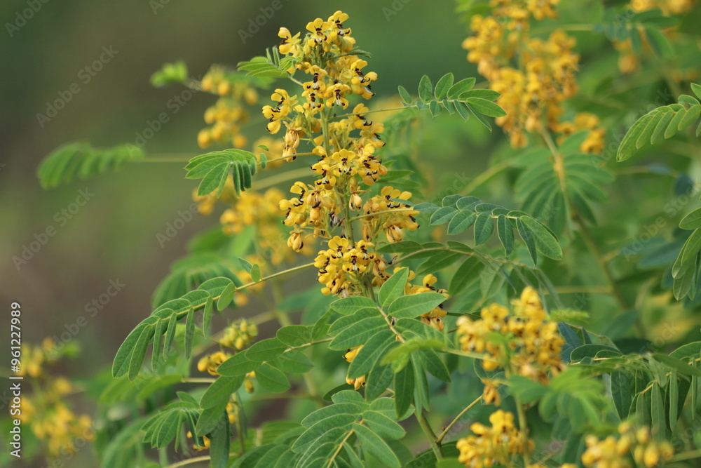 Senna hebecarpa. Yellow wild senna blossoms , close up. Senna hebecarpa. Yellow wild senna blossoms , close up.