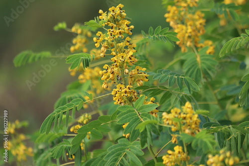 Senna hebecarpa. Yellow wild senna blossoms , close up.