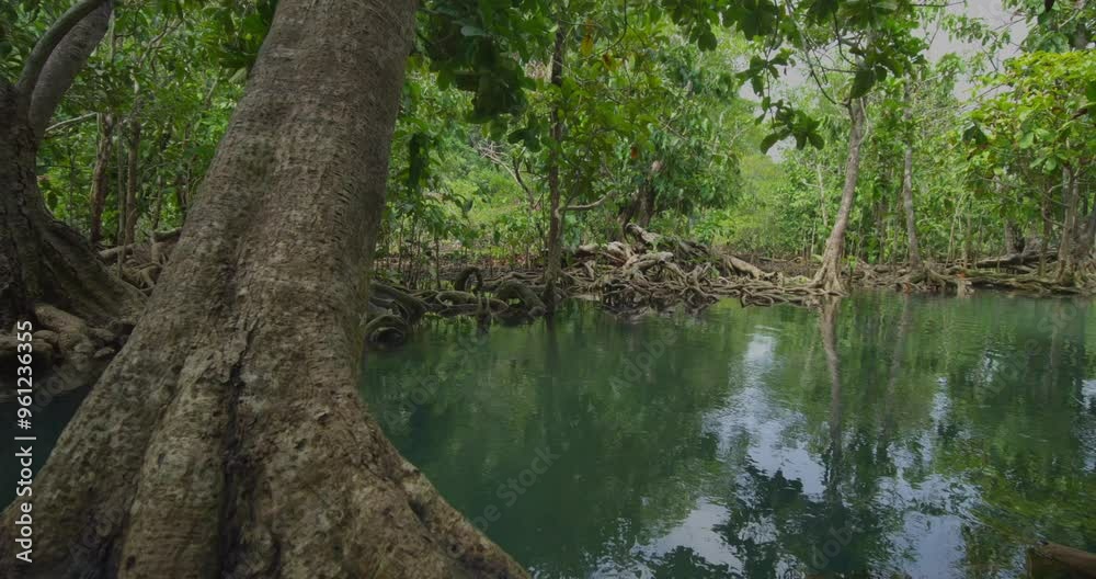 Tropical trees roots in swamp forest and crystal clear water stream canal at Tha Pom Klong Song Nam mangrove wetland Krabi Thailand Beautiful nature view Tropical trees roots in swamp forest and crystal clear water stream canal at Tha Pom Klong Song Nam mangrove wetland Krabi Thailand Beautiful nature view