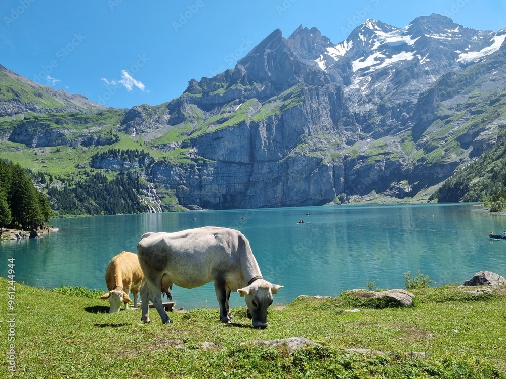 Obraz premium cows in the alps